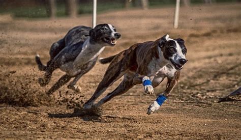 greyhound betting system review